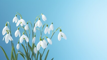 Inventive design featuring snowdrop blossoms on a sky blue backdrop. Lay flat. Spring minimalistic design.