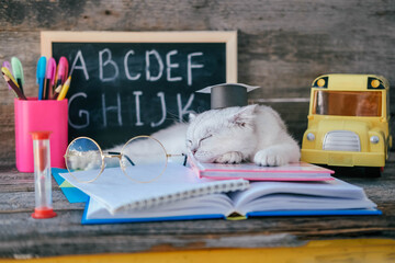 A small white kitten in a graduates hat and glasses  for vision and sleeps on open books against the background of a school board with the English alphabet. The cat is tired of doing homework.