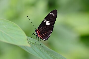 Closeup macro shot of a beautiful butterfly perched on top of a green lea.