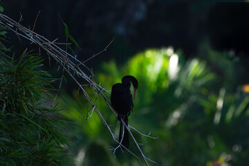 Silhouette of a bird posing in a bamboo patch in the rainforest of Trinidad and Tobago