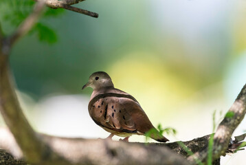 Picturesque photo of a Ground Dove perched in the shade of a tree with pastel colors in background