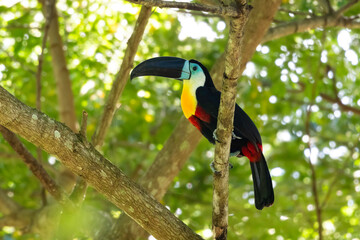 Exotic Channel-billed Toucan perched on a branch in the rainforest of Trinidad and Tobago