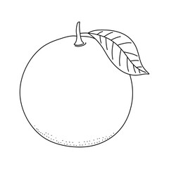 Hand drawn black line ink grapefruit. Vector illustration. Doodle citrus fruit isolated on white background