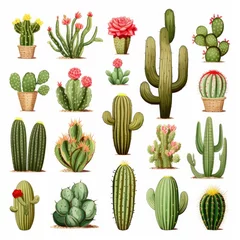 Raamstickers Cactus The Cactus set on white background. Clipart illustrations.