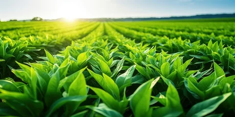 Foto op Aluminium Field of vibrant green biofuel crops. © MDBILLAL