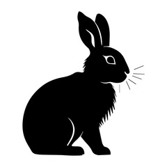 rabbit isolated on white