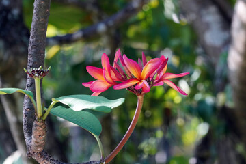 Baie de Taiohae - ILe de Nuku-Hiva - Iles Marquises