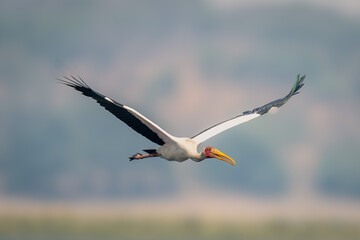 Yellow-billed stork with catchlight flies spreading wings