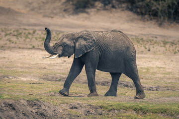 Young African bush elephant walks raising foot