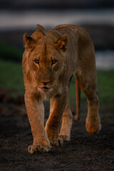 Young male lion approaches camera on riverbank