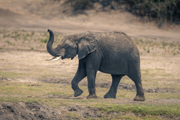 Young African bush elephant walks lifting foot