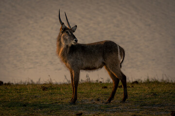 Young male common waterbuck stands turning head