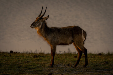 Naklejka na ściany i meble Young male common waterbuck stands beside river
