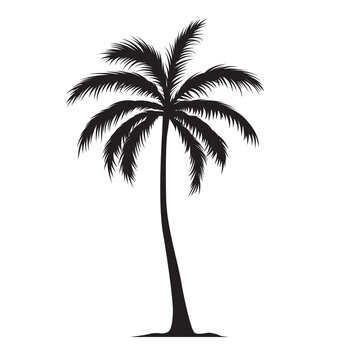 Black palm tree shape, silhouette of an exotic plant. Illustration on transparent background