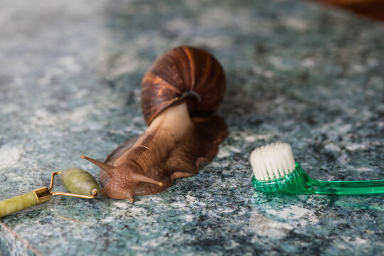 Large Achatina snail for cosmetic and medical procedures for skin regeneration, rejuvenation, roller and cosmetic facial brush. Image for beauty and cosmetology salons.