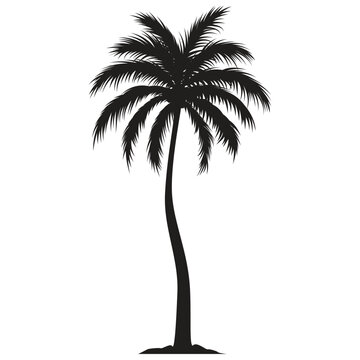 Black palm tree shape, silhouette of an exotic plant. Vector illustration isolated on white background
