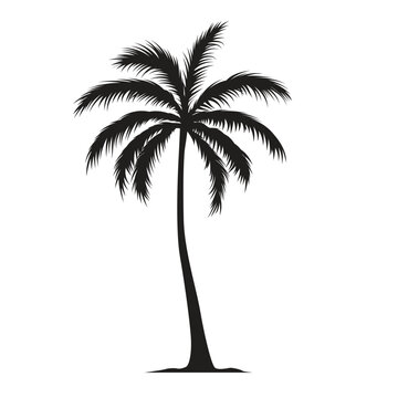 Black palm tree shape, silhouette of an exotic plant. Vector illustration isolated on white background