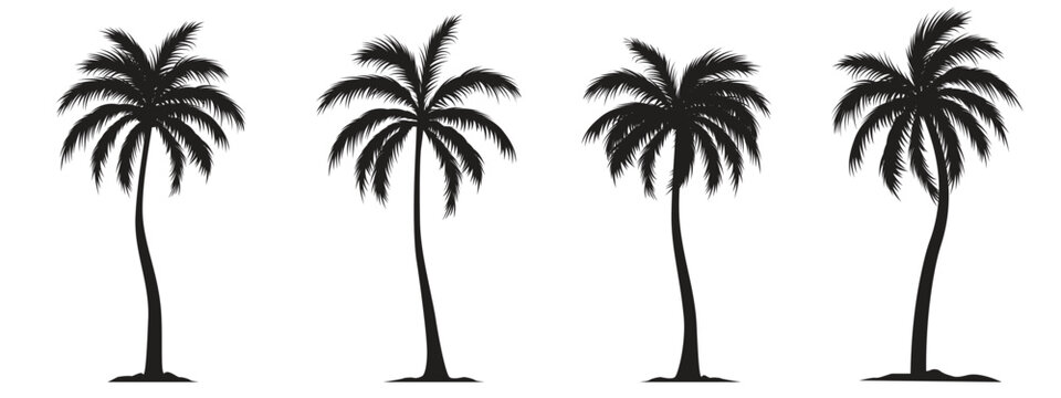 Collection of a black palm trees shapes, silhouettes of an exotic plants. Vector illustration isolated on white background