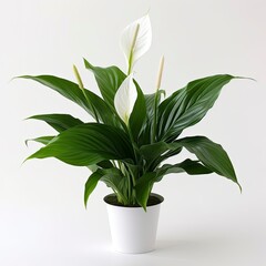 Peace Lily on a plain white background.