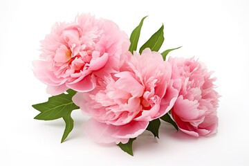 Peony isolated on white background.