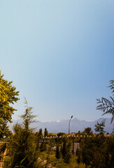 spruce branches tree branches against the sky