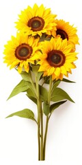 Fototapeta premium Sunflowers isolated on white background.