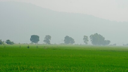 Landscape of green rice field with trees and fog in the morning