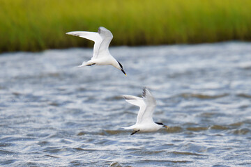 Sandwich terns in flight - one trying to catch food from the other. Galveston Island, Texas.