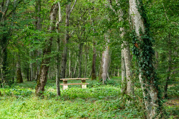 Table et bancs dans une forêt