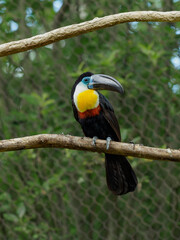 Channel-billed Toucan on the branch