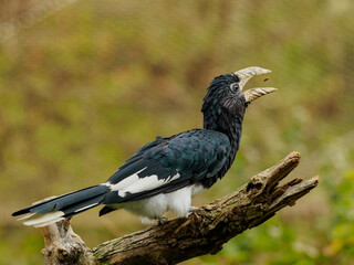 Piping hornbill on the branch