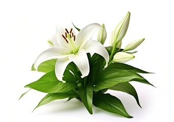 Fototapeta na wymiar Beautiful fresh lily flower with green leaves, isolated on white background.