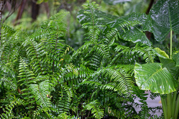 Tropical ferns in the garden. Nature background.