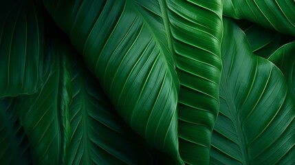 Abstract green leaf texture natural background