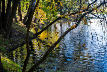 
On the river bank in a city park in autumn. - obrazy, fototapety, plakaty