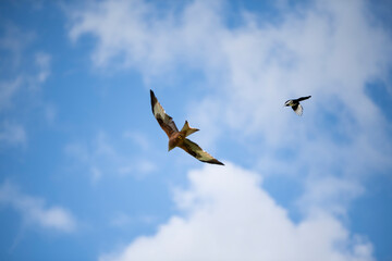 Obraz premium birds in flight