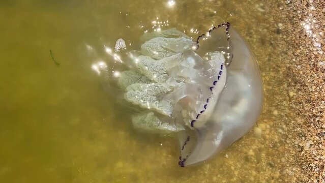 Dounload for ENVATO Large jellyfish washed up on the shore of the Sea of Azov