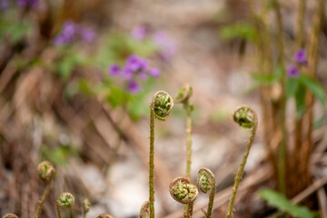 flowers in the garden