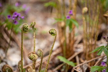 flowers in spring