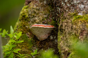 mushroom on tree