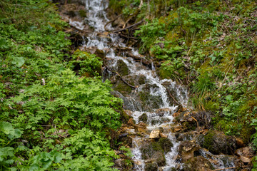 waterfall in the forest