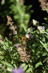 Bee pollinating purple flower. Bee on lavender flower. Close up image with blurred background. Nature wallpaper.
