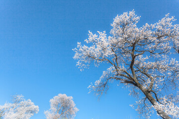 Hang branches of apricot flowers
