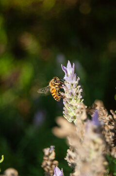 Honey Bee on lavender flowerBee pollinating purple flower. Bee on lavender flower. Close up image with blurred background. Nature wallpaper.