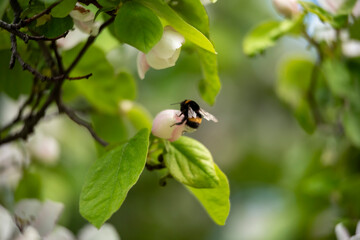 bee on a tree