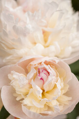 White peony (Paeonia)  flower among green leaves. Small depth of field