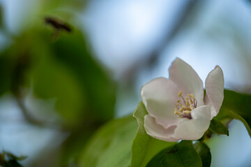 white magnolia flower