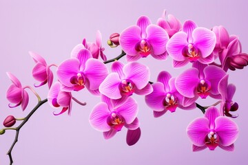 Pink Orchid isolated on background.