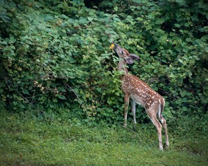 Fawn eating leaves. 
