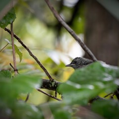 Gray cat bird. 